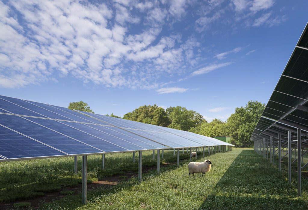 3D visualization of a solar farm row with a sheep by Sparkviz.
